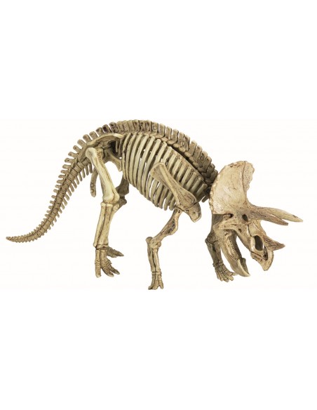 Uitgraafset Triceratops