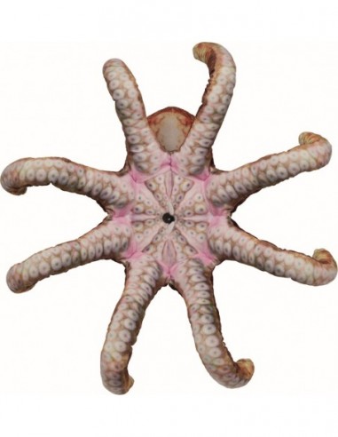 Octopus - 40cm