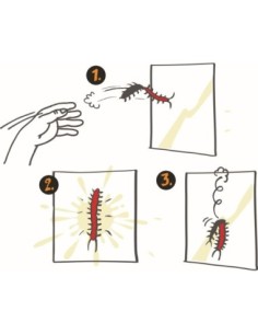 Kleverige duizendpoot 28 cm... 2