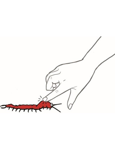 Kleverige duizendpoot